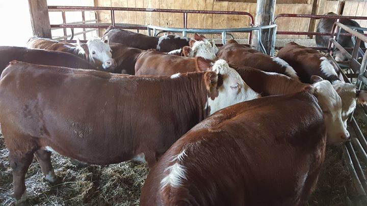 Hereford- Bred Heifers, open heifers and steers.